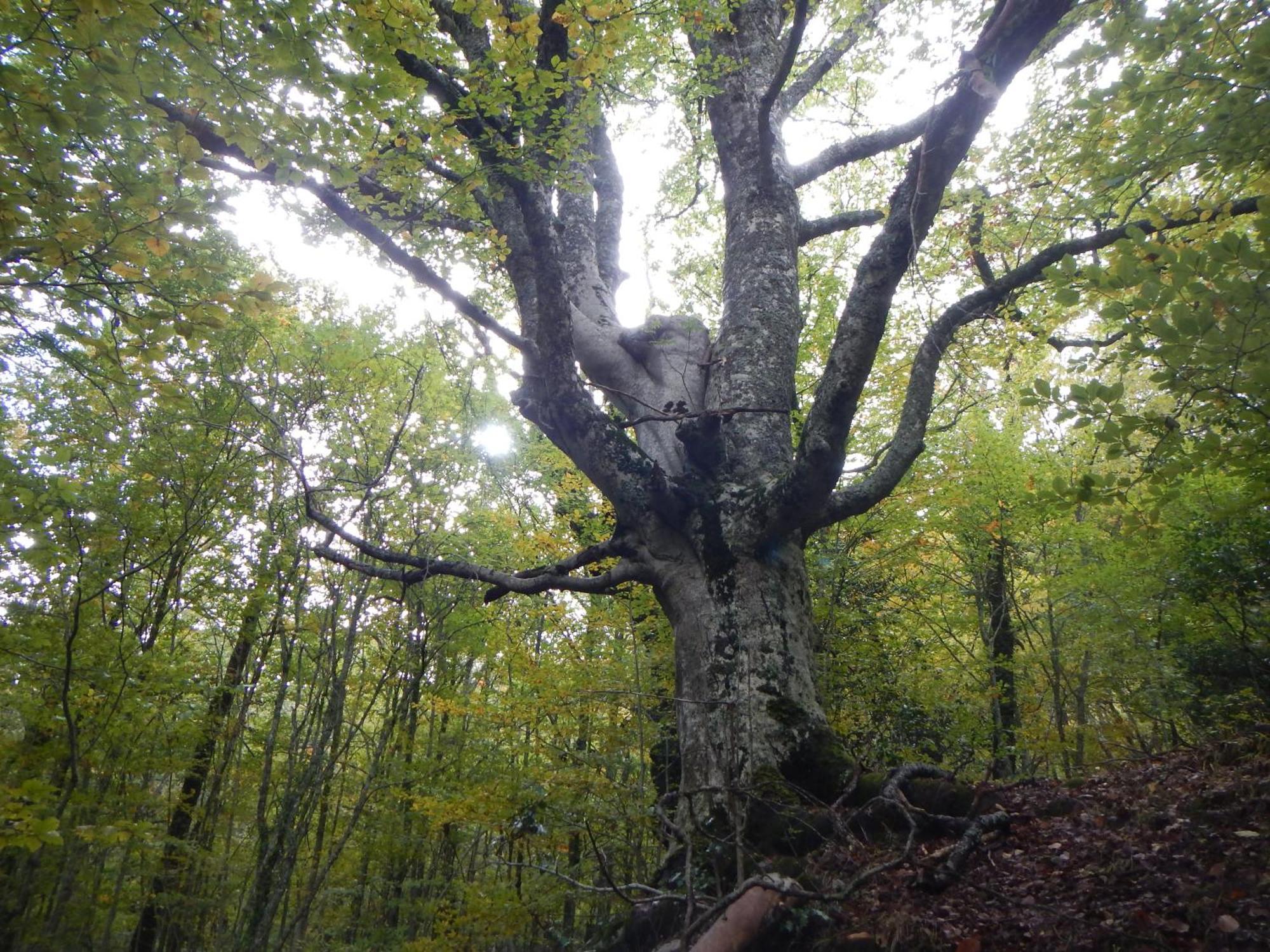 Alojamiento Rural Fuente Del Arca Pradena del Rincon Екстериор снимка